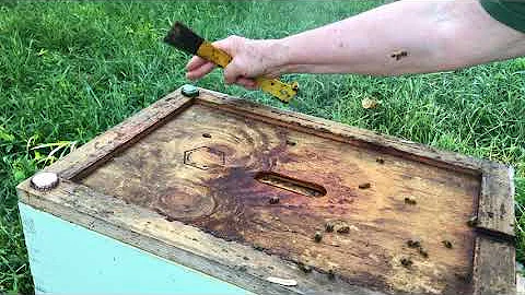 August 5 Hive Inspection with Linda Tillman