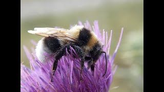 Betrieb am Wildbienen Hotel