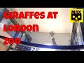 Giraffes at London zoo (VR180 - 3D)