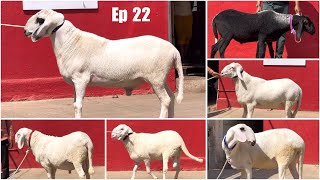 JD Goat Farm Ramadan Series Ep 22 | Lambdume Mende / Long Tail Sheep