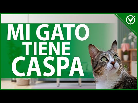 causas de la caspa en los gatos, cómo deshacerse de ella