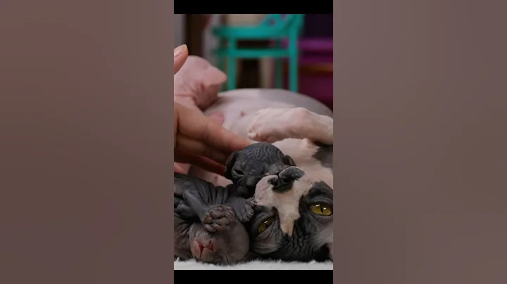 Video 6453011: cat sphynx kitten baby, sphynx cat mom