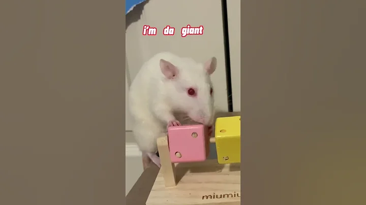 🐀🐁 Rats, We’re Rats, We’re The Rats 🐁🐀