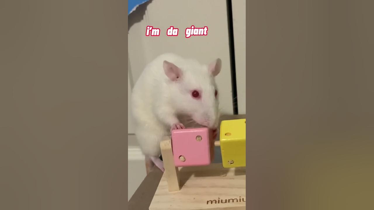 🐀🐁 Rats, We’re Rats, We’re The Rats 🐁🐀