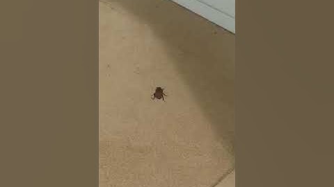 Biomemic,slow motion flying of bug