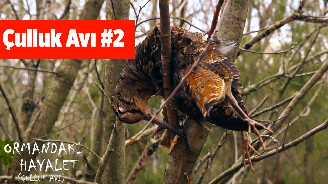 Çulluk Avı 2  Ormandaki Hayalet 5. Bölüm  Yaban Tv Woodcock Hunting
