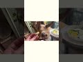 ポッピーが最近ハマっているもの🌽　　#izoomichannel #ナマケモノ #ポッピー