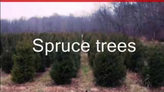 Reading Pa Craigslist , Green Mountain Boxwood Field Dug Buxus      18923