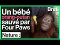 Un bb orangoutan orphelin sauv par four paws