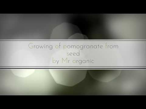 Video: „Iberis“skėtis (36 Nuotraukos): Gėlių Auginimas Iš Sėklų. Kada Geriausia Sodinti? Baltųjų Veislių, „Granatų Ledas“ir „Lilitsiana“, Aprašymas