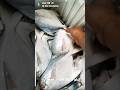 اين عشاق الزبيدي اسم على مسمى الفاو سمج بصره  زبيدي اسماك النكعه اكل الملوك