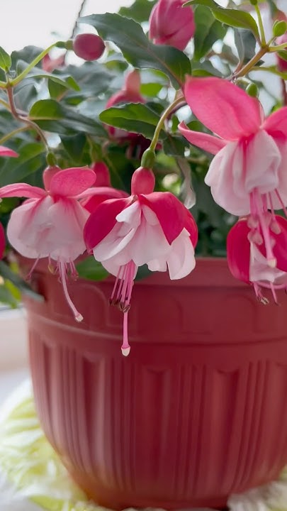 Фуксия Балерина #ballerina #flowers #fuchsia - YouTube