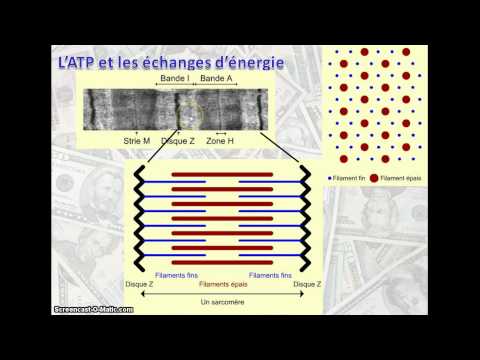 Vidéo: Pourquoi l'ATP est-il utilisé comme monnaie énergétique ?