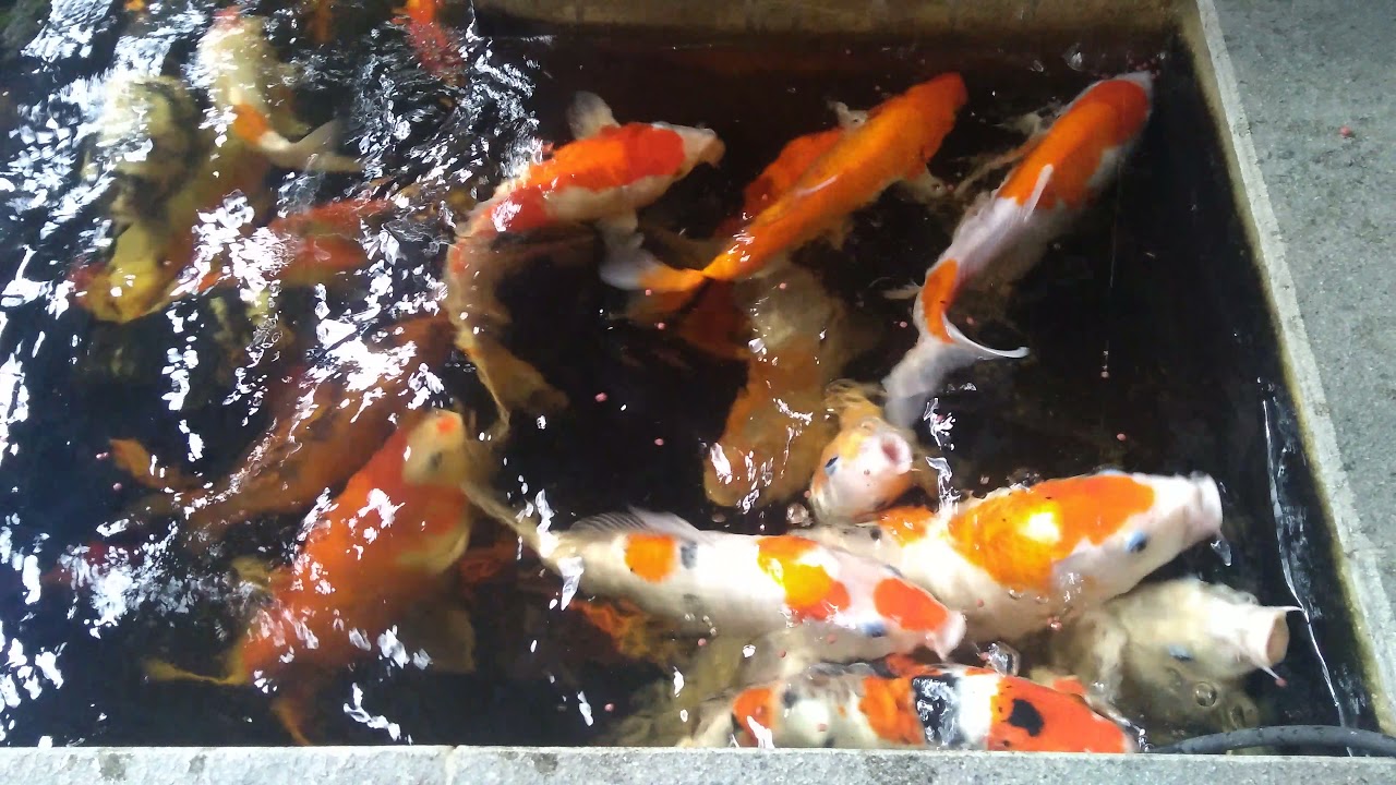 ikan koi jumbo lagi makan