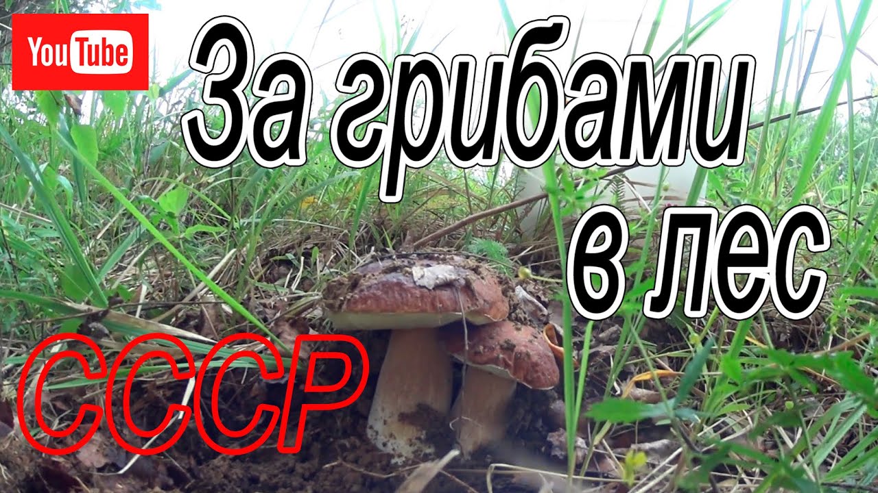 За грибами в лес - YouTube