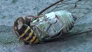 말벌의 매미사냥!! a wasp's cicada