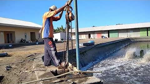 Panen udang lombok timur