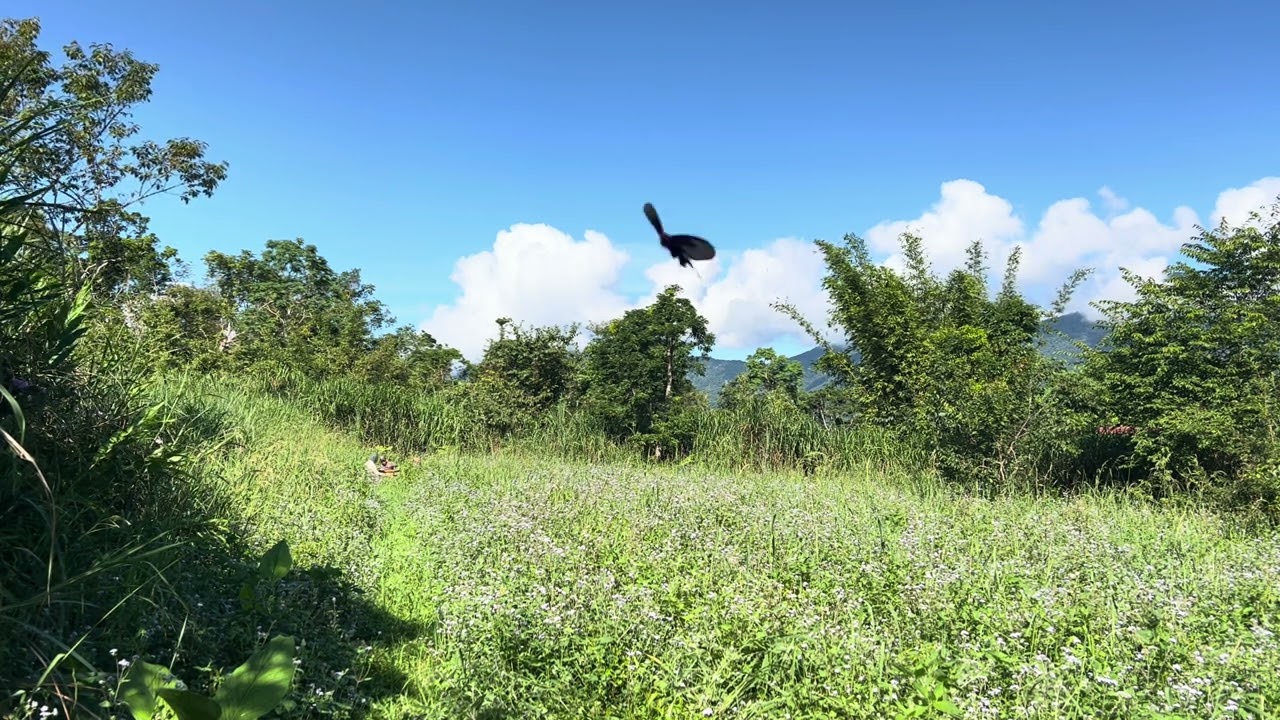 Ashango Organic Tea Farm