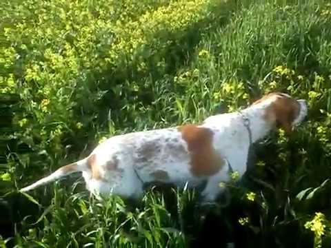 English pointer/ დაჩი