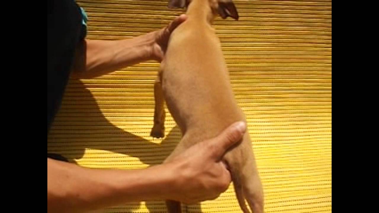 Galgo Italiano. Macho 1. Cachorros Galgos en venta. compromiso