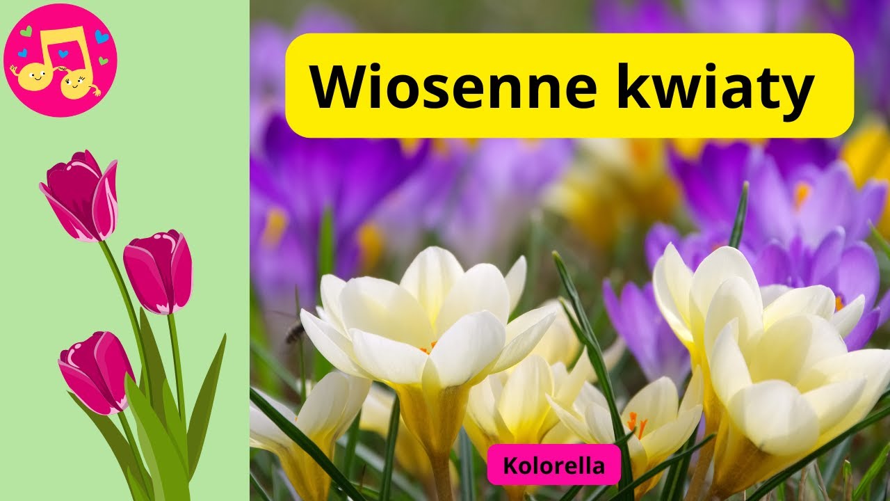Majowy Zapach Kwiatów Piosenka Chomikuj Wiosenne kwiaty - piosenka o wiośnie wiosenna piosenka #kolorella #