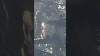 Cougar sighting spices up morning routine in Millcreek neighborhood