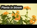 My plants in Bloom - February 2020