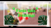 Roblox Verde Cafe Application Answers 18 5 20 Youtube - roblox verde application answers