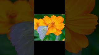 Unlock Savings: Adapt Vintage Lenses and Save Thousands