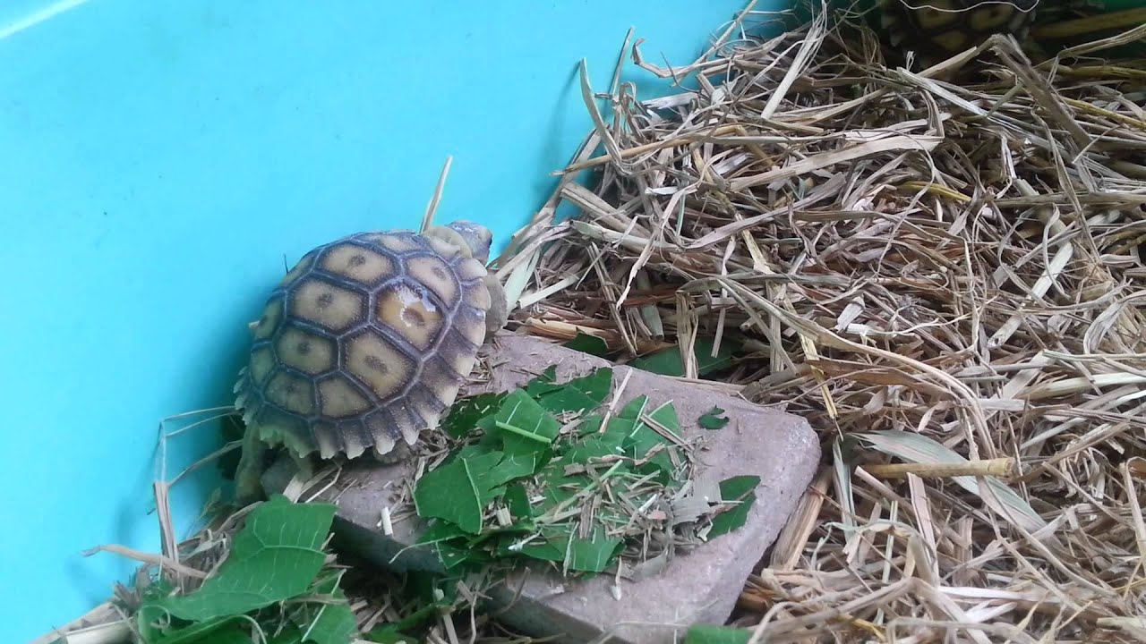 Sulcata Tortoise 