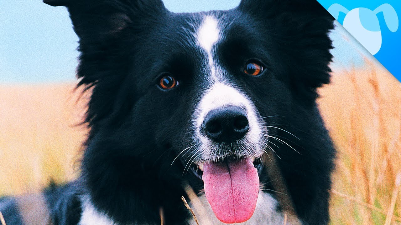 Border Collie Facts YouTube