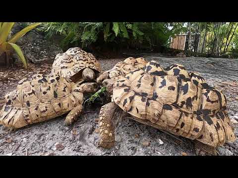 Tortoise Feeding Time Lapse at Kamp Kenan