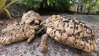 Tortoise Feeding Time Lapse at Kamp Kenan