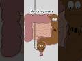 How body works💩🥲| funny video |#shorts #ytshorts #animation