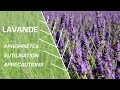 Lavande (Lavandula angustifolia) : propriétés, bienfaits de cette plante en  phytothérapie - Doctissimo
