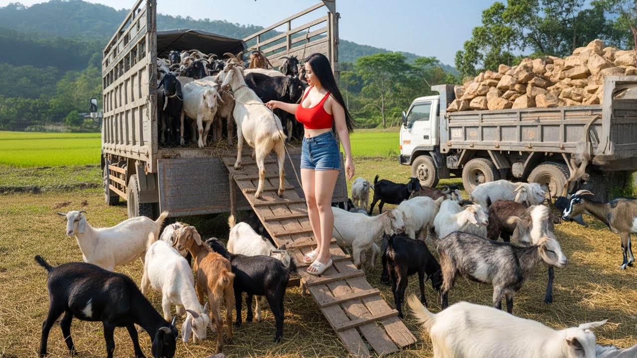 Use Trucks to 1000+ Tons Giant Rocks for Farm & Transporting 200 Goats for Villagers