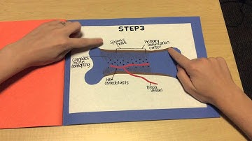 Endochondral Ossification Bio 201