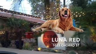 Dog Friendly Restaurants in San Luis Obispo