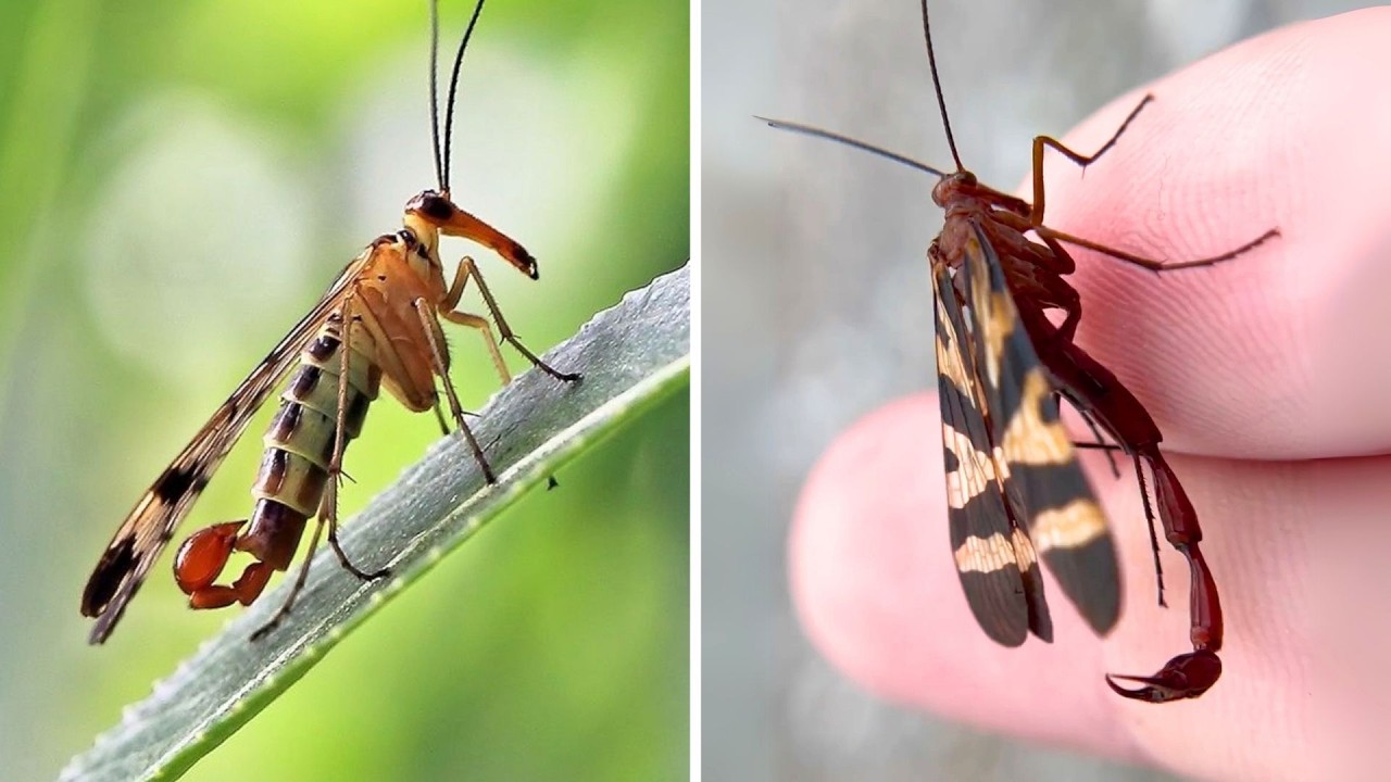Split Tail Fly Insect Scorpionfly 🦂 A Fly With a Scorpion’s Tail?! - YouTube