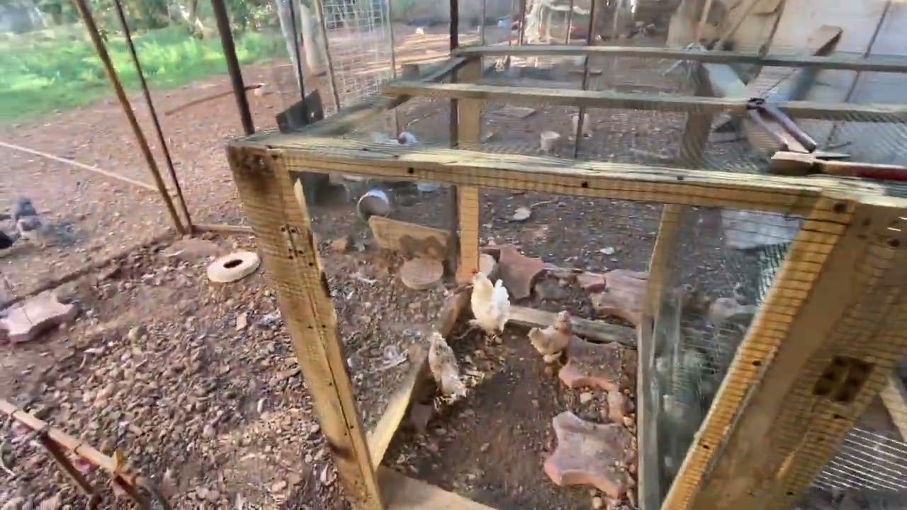 Tavukların Yerlerini Değiştirdik~Bıldırıcınlar Ve ispençler Yeni kümesinde~Toplu değişiklik