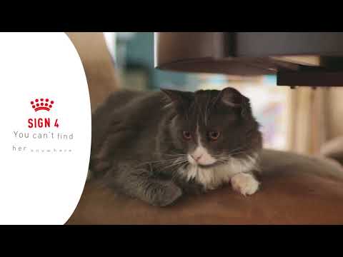 Video: Lijepa riječ i maca je zadovoljna