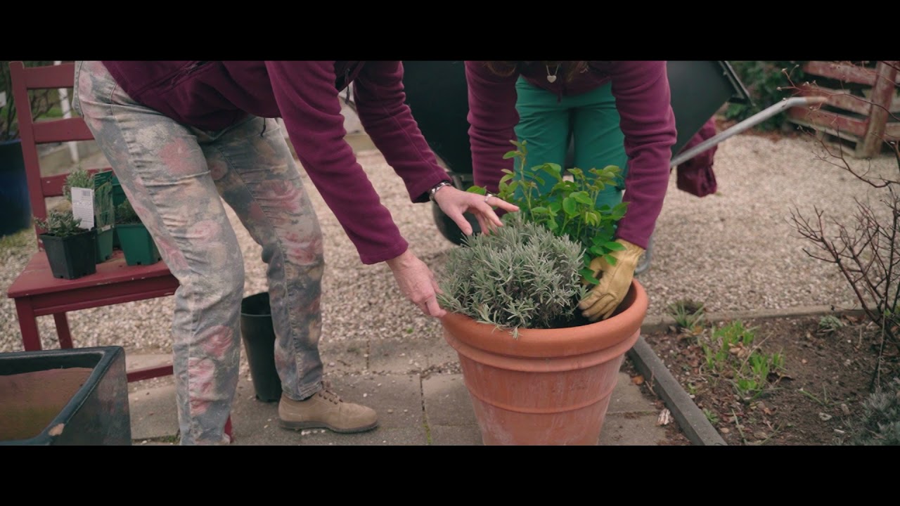 Wie pflanze ich Rosen richtig? Tutorial des Historischen Rosengarten in