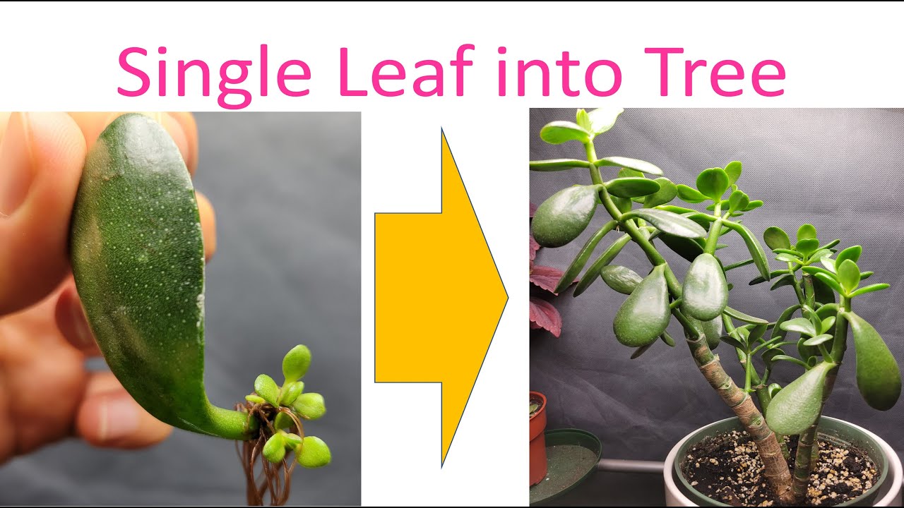 StepbyStep Guide How to Grow a Jade Plant from Leaves with High