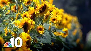 1.3 Million Sunflowers Blanket This South Jersey Farm | NBC10 Philadelphia