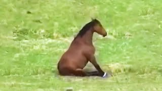 Epic Animal Fails: Laugh Until You Cry! by Pets House 10,741 views 10 months ago 8 minutes, 18 seconds