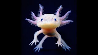 Aksolotl Ayakları Olan Tek Balık Ilginç Ve Sevimli