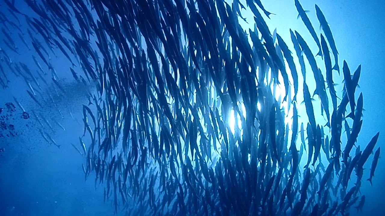 過去１０年で一番当たった 19 Laughin Sipadan Dive Trip 未経験者 初心者 お一人様ダイビングライセンス専門 関東 伊豆ラフィンダイビングスクール
