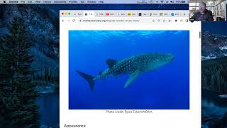 Whale Sharks Are Filter Feeders Conservation Lab