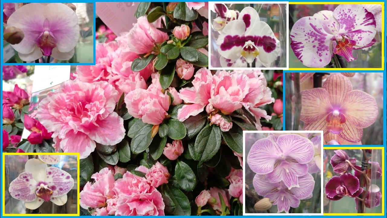 Залишки ПЕРЕДСВЯТКОВОГО завозу орхідей. м.Київ, ЕПІЦЕНТР на Кільцевій #квітучіорхідеї