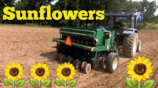 Planting Sunflowers  for the First Time!